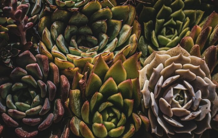 cactus in casa